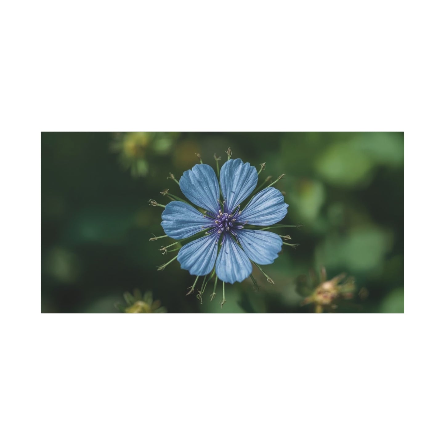 Blue Chicory Flower Canvas Wall Art - Botanical Floral Macro Art Print - Soft Matte Cotton Canvas, Contemporary Nature Wall Decor - Bedroom Living Room Home Decoration - Modern Farmhouse Style