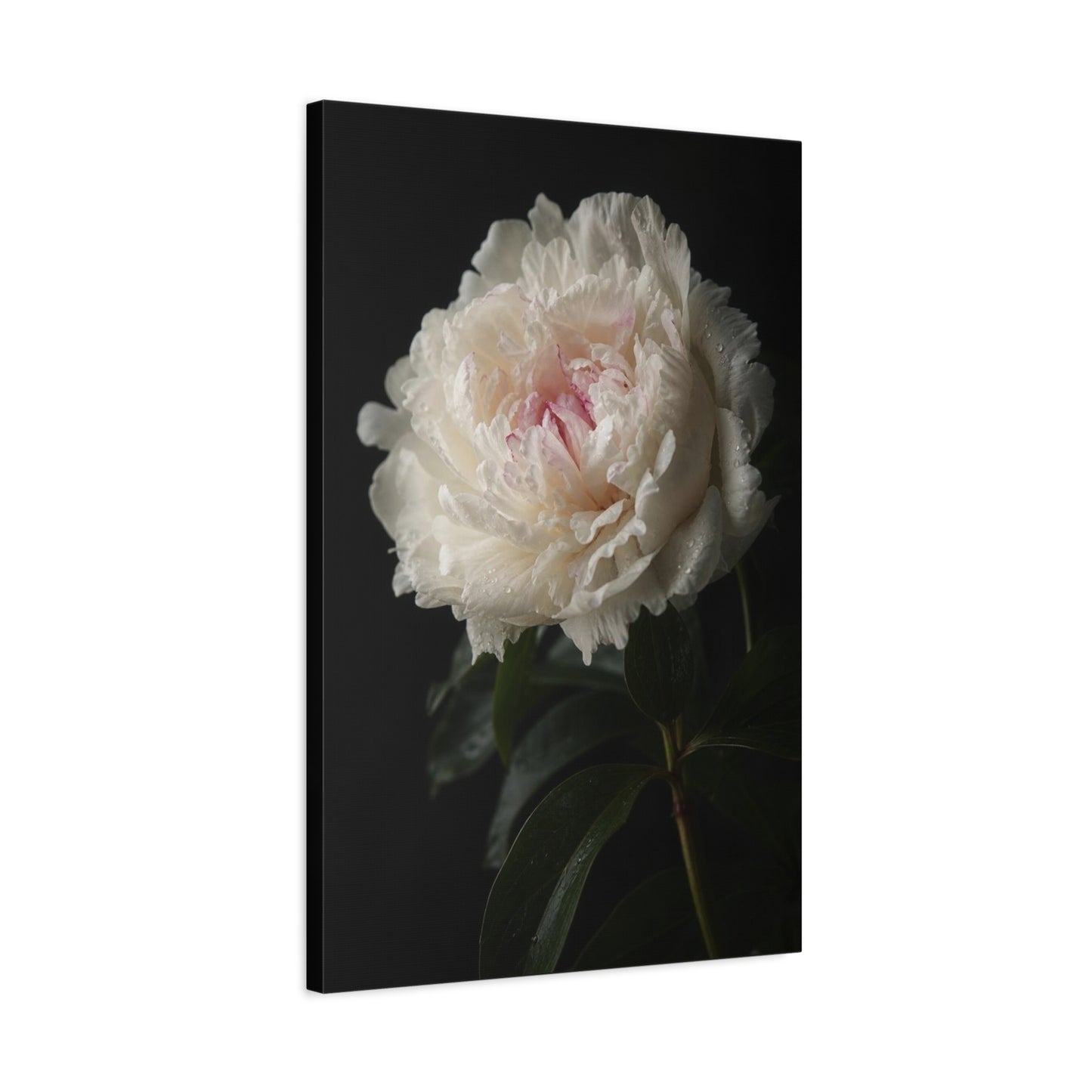White Peony Canvas Wall Art - Floral Art Print, Soft Blush Petals On Black - Moody Botanical Decor, Matte Canvas Print - Bedroom Wall Decor, Living Room Accent, Bathroom Styling