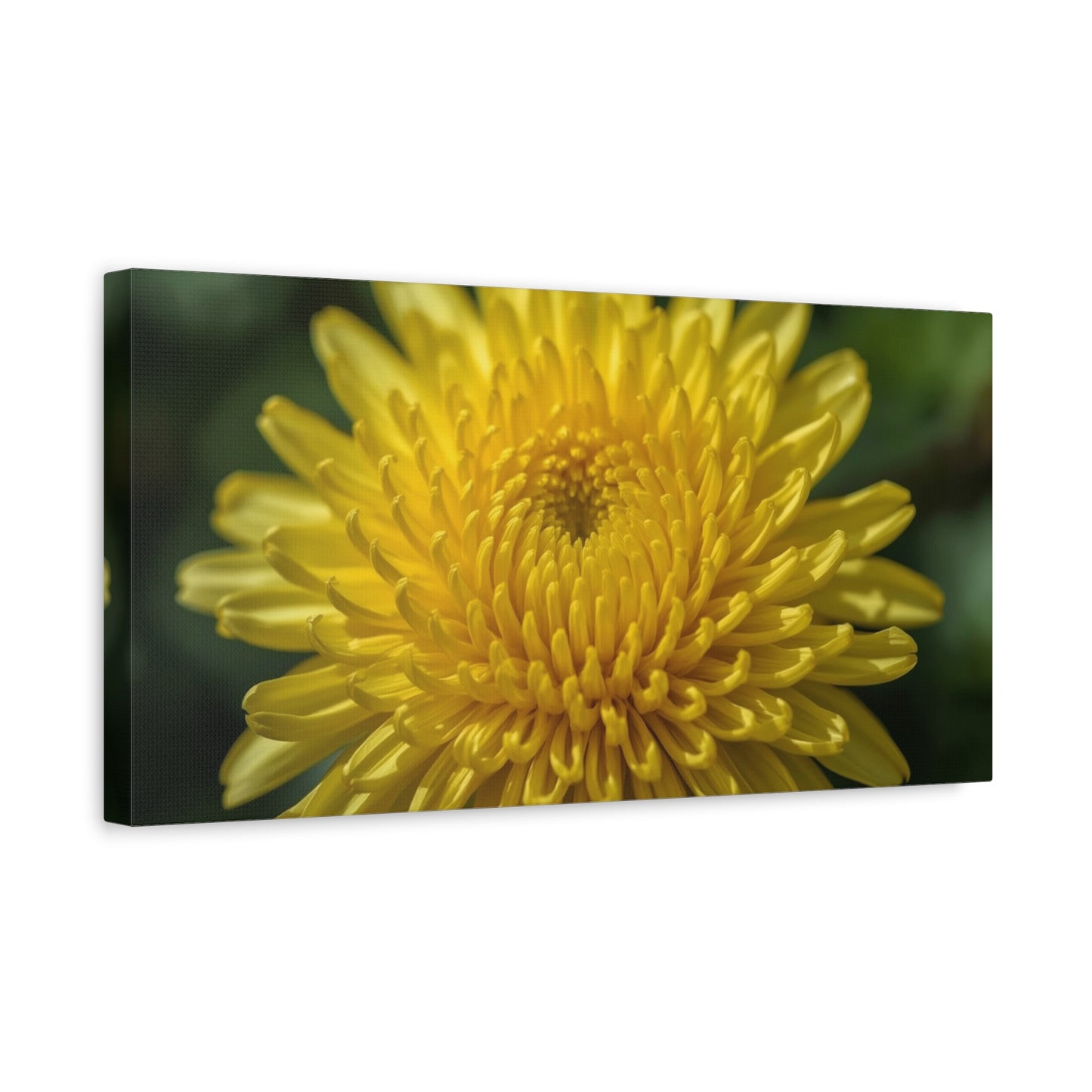 Yellow Chrysanthemum Canvas Wall Art - Floral Macro Art Print, Botanical Canvas Print - Modern Matte Decor, Bedroom Wall Accent, Living Room Home Decoration Office Art - Bedroom Home Decoration