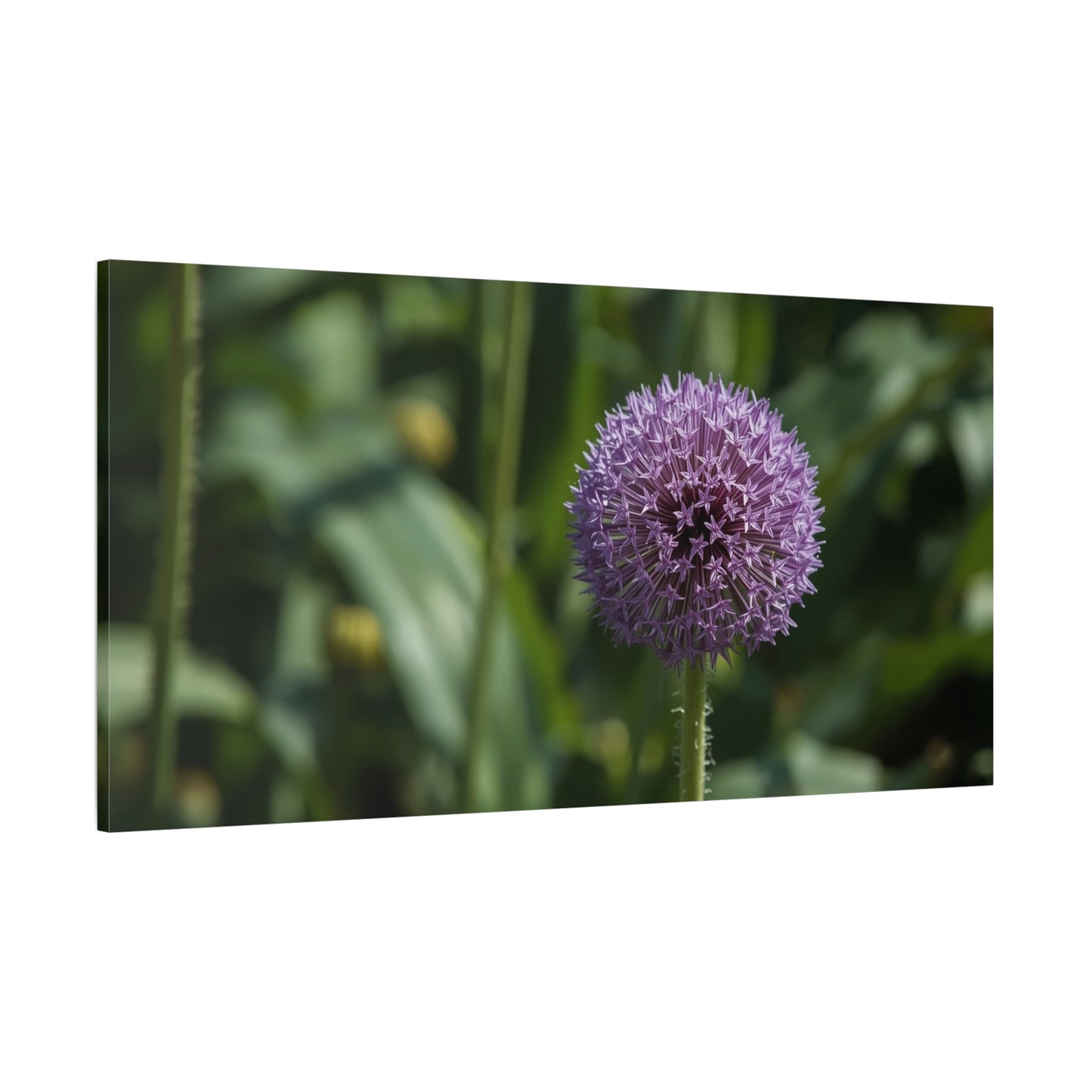 Purple Allium Flower Canvas Wall Art - Botanical Art Print, Soft Focus Garden Bloom - Matte Cotton Art Print - Contemporary Floral Style - Bedroom Wall Decor, Spa Wall Accent - Ready to Hang