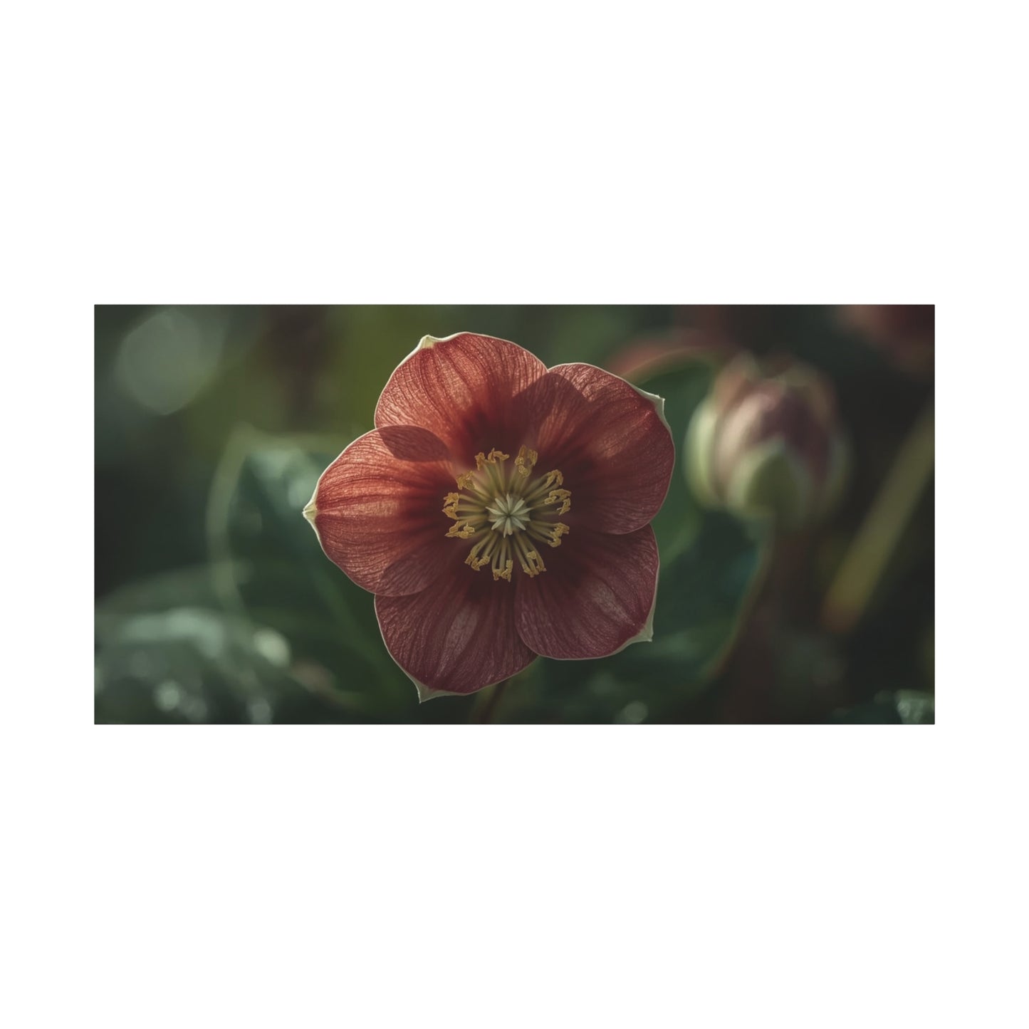 Hellebore Flower Canvas Wall Art - Botanical Floral Art Print, Moody Matte Canvas Print - Traditional Style, Bedroom Wall Decor, Living Room Home Decoration, Office Art - Bedroom Home Decoration