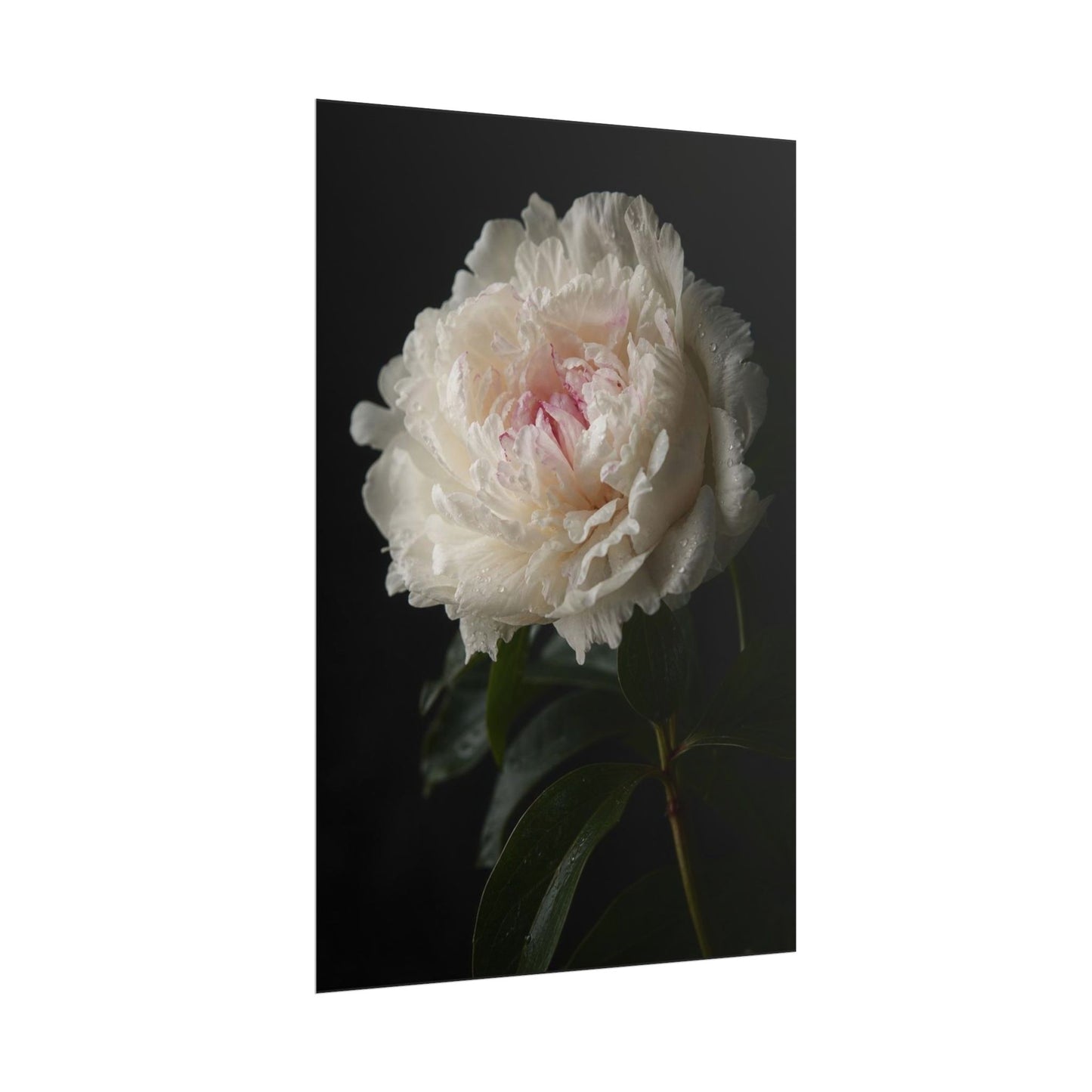 Gpt Image 2 Hyper Realistic Fine Art Botanical Photogra C2ec07d3 — Poster