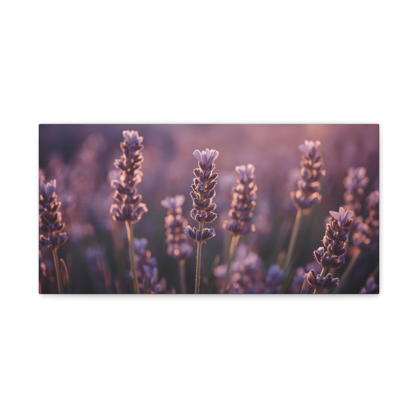 Lavender Field Canvas Art Print - Soft Purple Botanical Art Print, Cotton Matte Decor - Serene Bedroom Accent, Living Room Decoration, Spa Style Interior, Office Display - Living Room Wall Decor