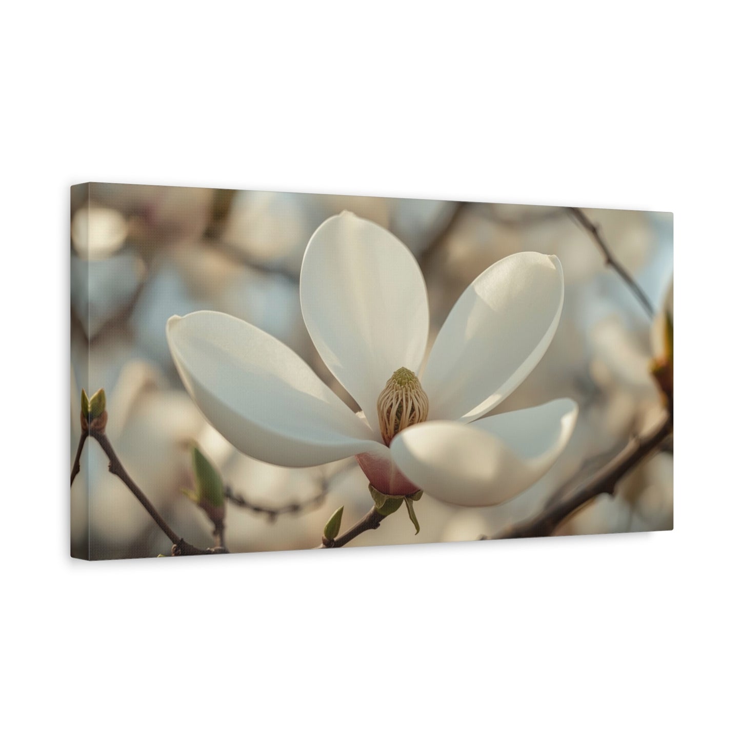 White Magnolia Flower Canvas Wall Art - Soft Botanical Art Print, Cotton Canvas Print - Traditional Style, Bedroom Wall Decor, Living Room Home Decoration, Office Art Accent - Modern Farmhouse Style