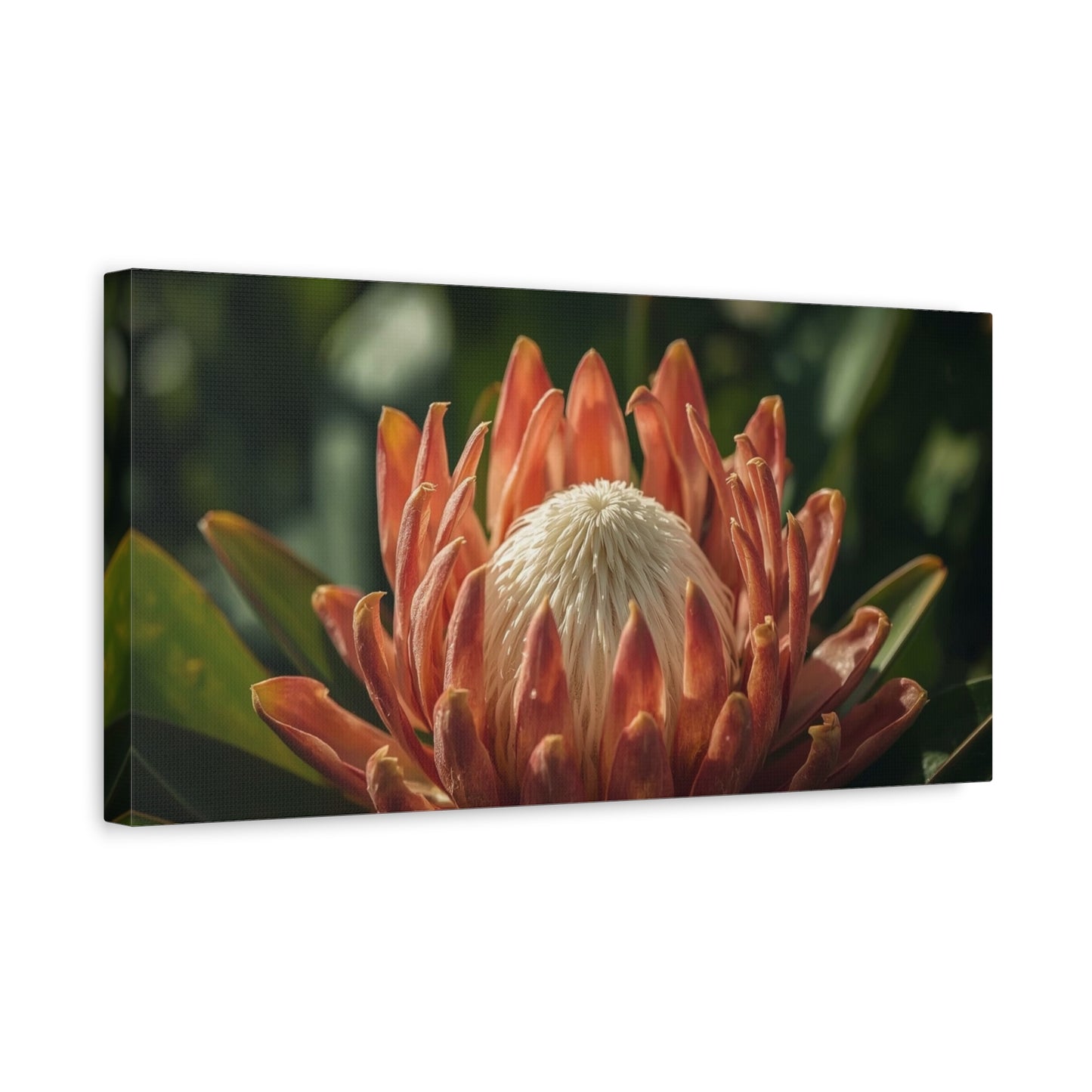Protea Flower Canvas Wall Art - Botanical Floral Close Up, Soft Golden Light - Matte Cotton Print, Contemporary Style - Bedroom Decoration, Living Room Accent, Spa Wall Decor - Bedroom Home Decoration