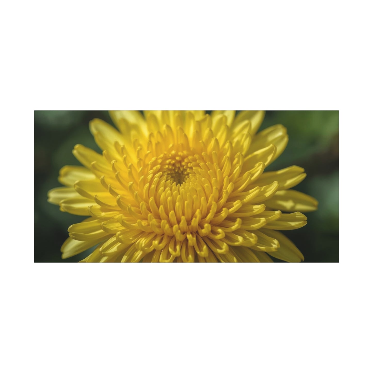 Yellow Chrysanthemum Canvas Wall Art - Floral Macro Art Print, Botanical Canvas Print - Modern Matte Decor, Bedroom Wall Accent, Living Room Home Decoration Office Art - Bedroom Home Decoration