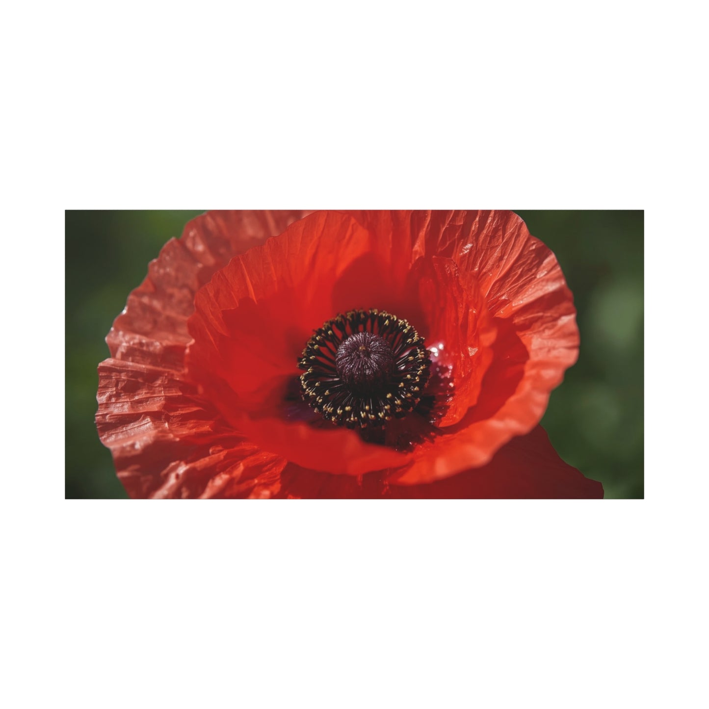 Red Poppy Flower Canvas Wall Art - Macro Botanical Art Print, Floral Nature Decor - Matte Cotton Canvas Print - Contemporary Style, Living Room Wall Decor, Bedroom Home Accent - Ready to Hang