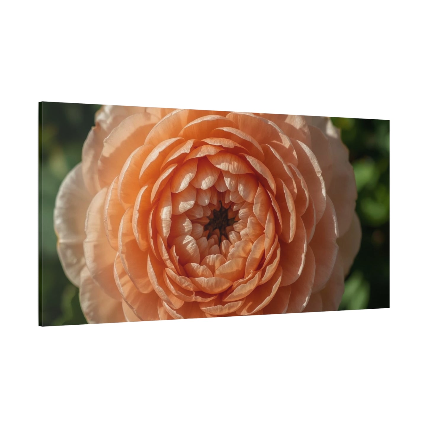Peach Ranunculus Flower Canvas Wall Art - Botanical Floral Close Up, Soft Light - Matte Cotton Print, Traditional Style - Bedroom Home Decoration, Living Room Wall Decor - Bedroom Home Decoration