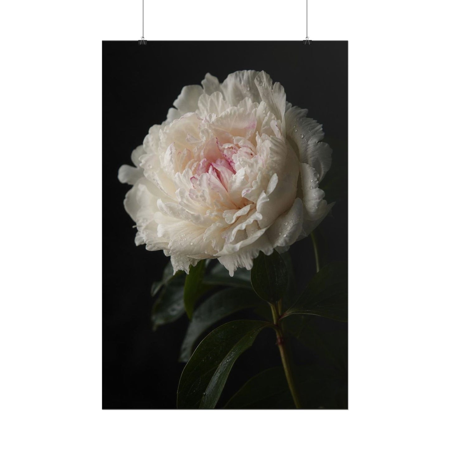Gpt Image 2 Hyper Realistic Fine Art Botanical Photogra C2ec07d3 — Poster