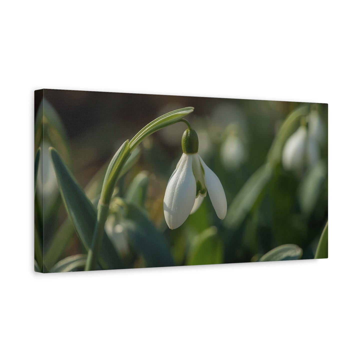 Snowdrop Flower Canvas Wall Art - Botanical Macro Art Print, Soft Green White Floral Print - Matte Cotton Canvas - Traditional Nature Style - Bedroom Wall Decor, Spa Wall Art - Ready to Hang
